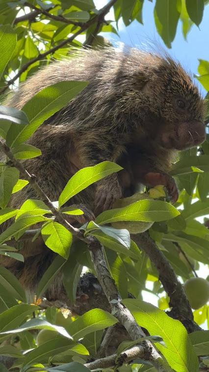 Hotel Fazenda Jecava Teresópolis Dış mekan fotoğraf