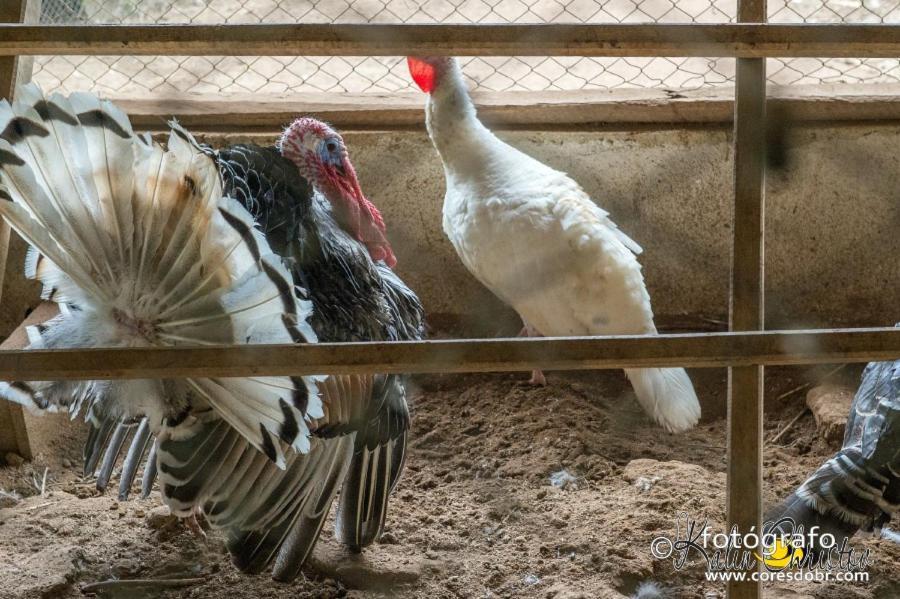 Hotel Fazenda Jecava Teresópolis Dış mekan fotoğraf